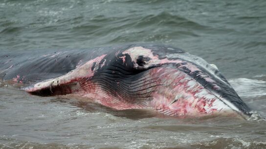 ballena varada en Chile