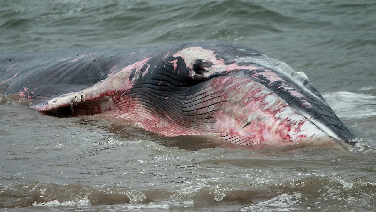 ballena varada en Chile