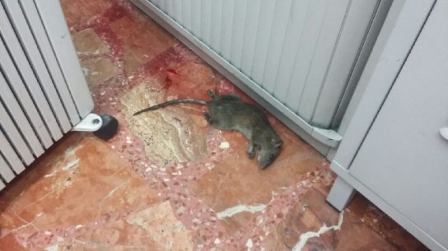 La rata encontrada en la oficina de atenci&oacute;n al ciudadano de Pinto