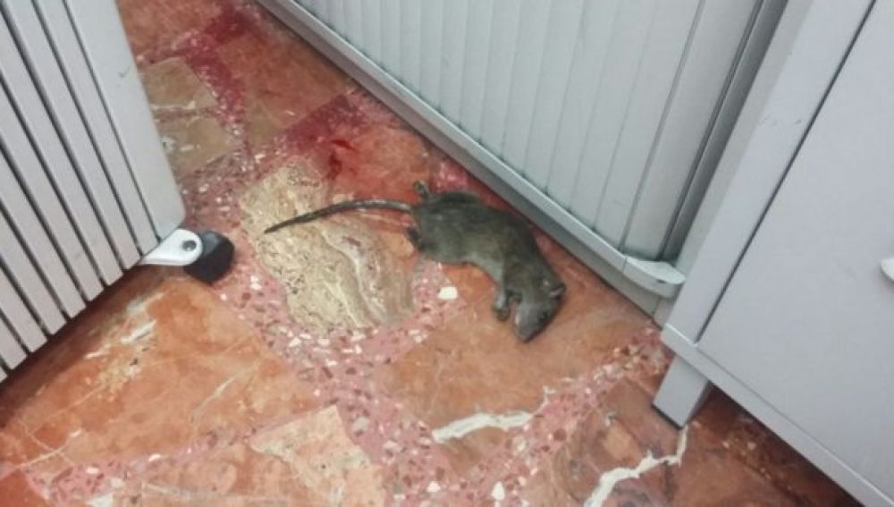 La rata encontrada en la oficina de atención al ciudadano de Pinto
