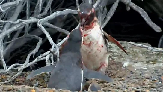 Dos pingüinos se enfrentan por el amor de una hembra Dos pingüinos se enfrentan por el amor de una hembra