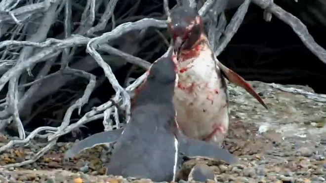 Dos pingüinos se enfrentan por el amor de una hembra