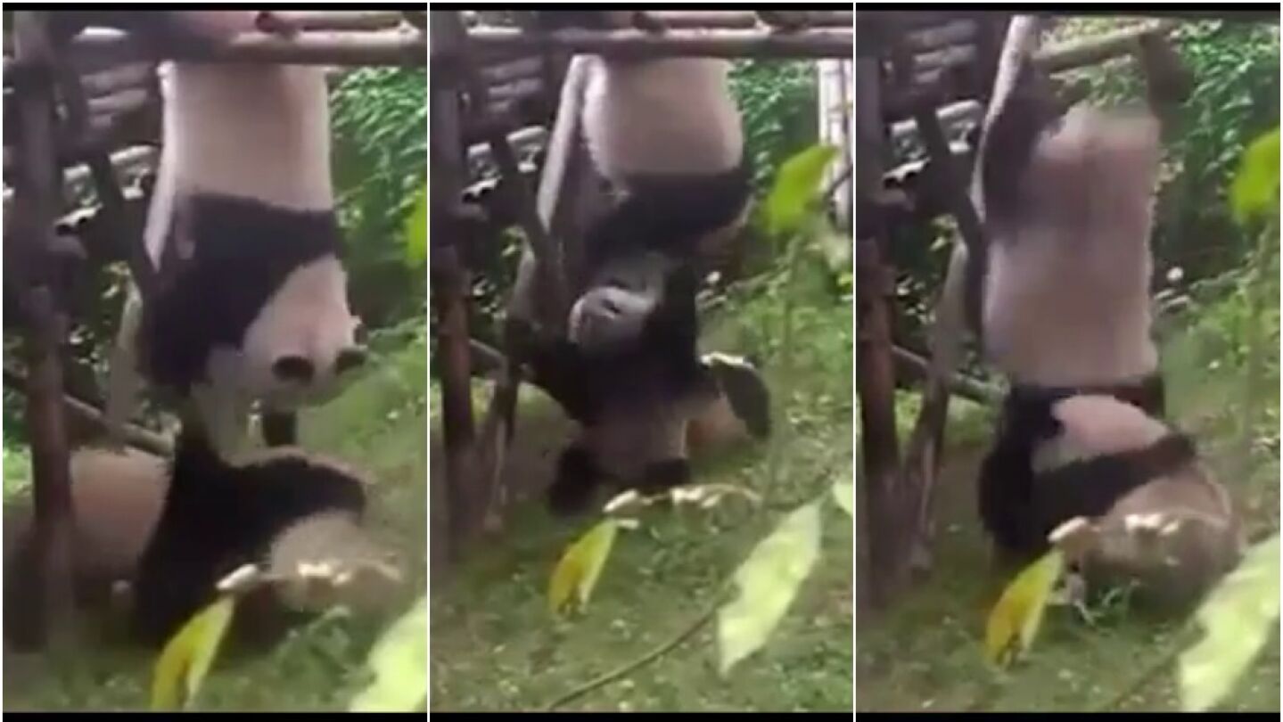 El oso panda Meng Meng se pelea con sus compa&ntilde;eros