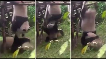 El oso panda Meng Meng se pelea con sus compañeros