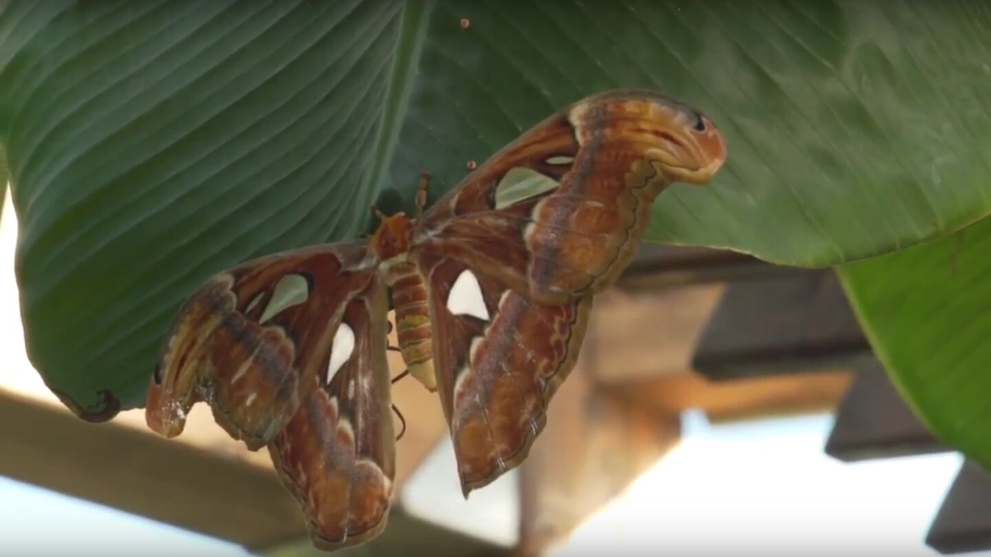 'Attacus Atlas', la mariposa m&aacute;s grande del mundo
