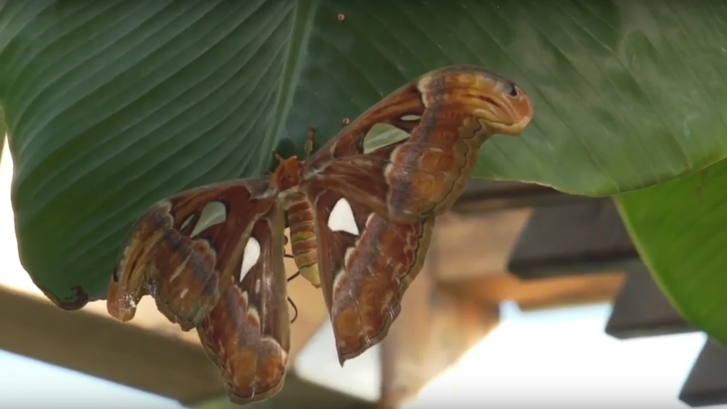 'Attacus Atlas', la mariposa más grande del mundo 'Attacus Atlas', la mariposa más grande del mundo