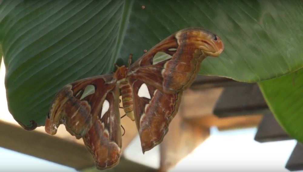 'Attacus Atlas', la mariposa más grande del mundo