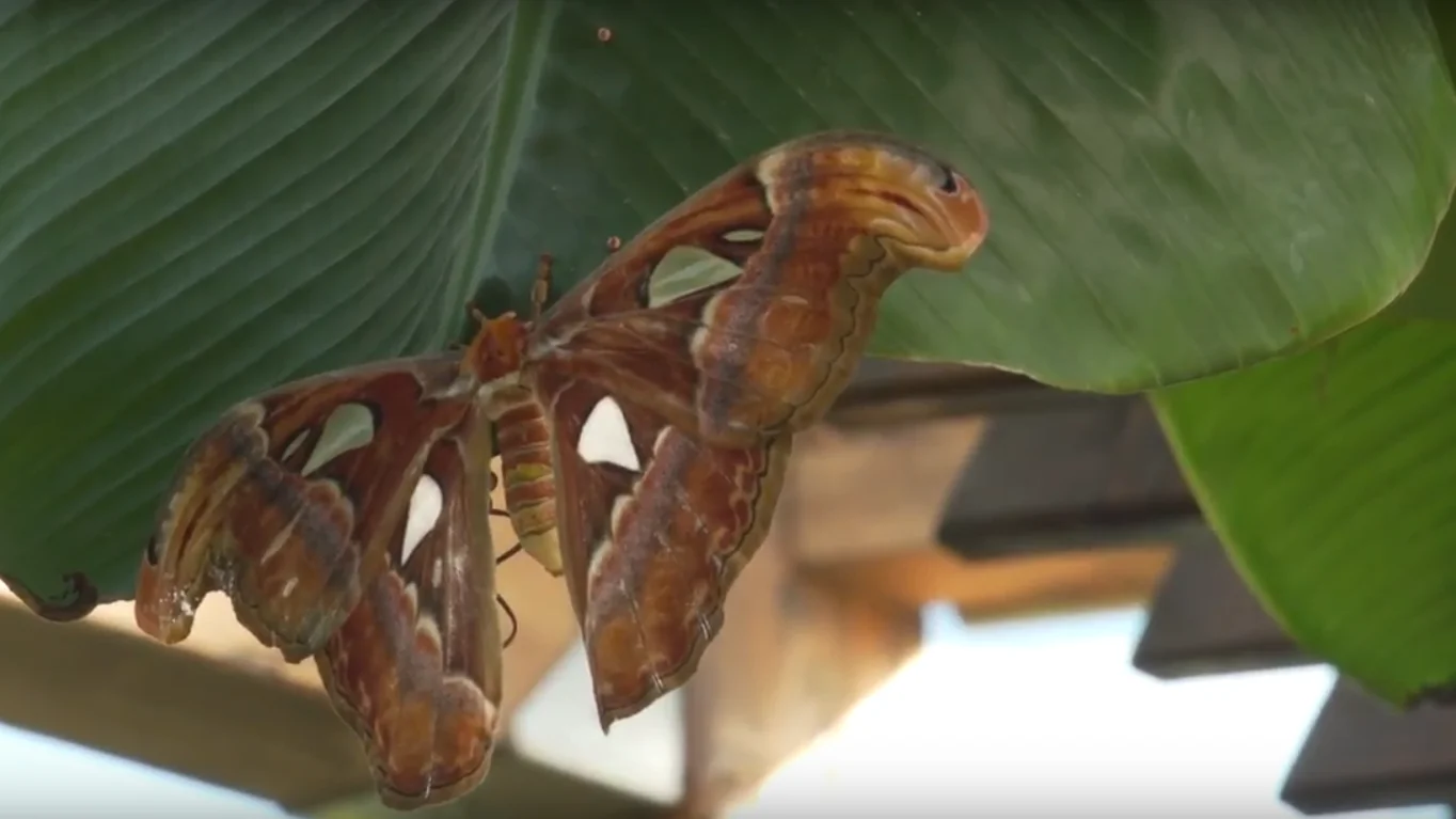 'Attacus Atlas', la mariposa más grande del mundo