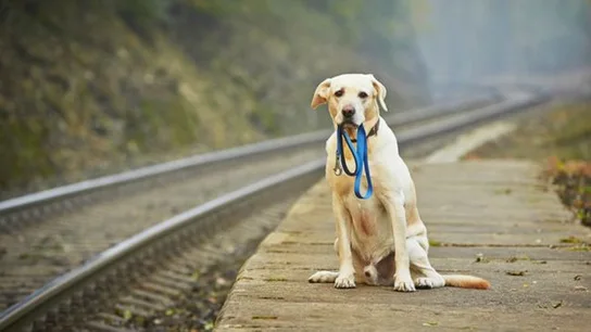 Un perro espera al lado de una vía de tren Un perro espera al lado de una vía de tren