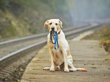 Un perro espera al lado de una vía de tren Un perro espera al lado de una vía de tren