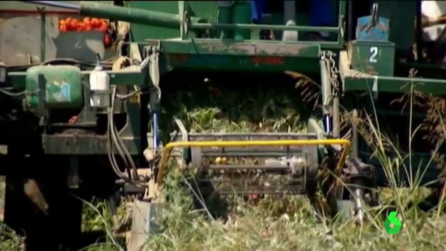 Frame 8.333837 de: La agricultura intensiva est&aacute; destruyendo el planeta : "Es la principal causa de la p&eacute;rdida de bosques"