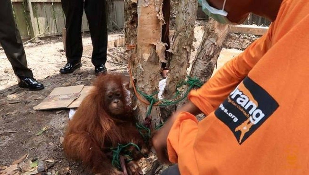El orangután en el momento de ser rescatado