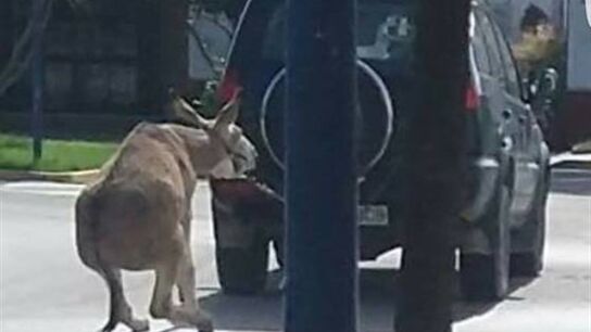 Un hombre arrastra a un burro atado a su todoterreno en Chipiona, C&aacute;diz