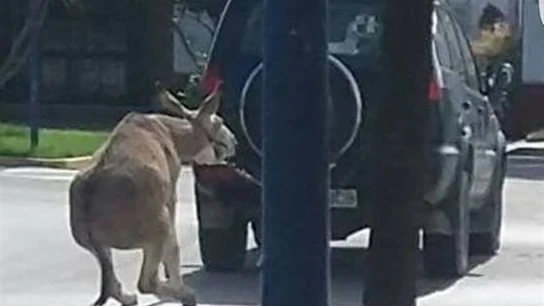 Un hombre arrastra a un burro atado a su todoterreno en Chipiona, Cádiz Un hombre arrastra a un burro atado a su todoterreno en Chipiona, Cádiz