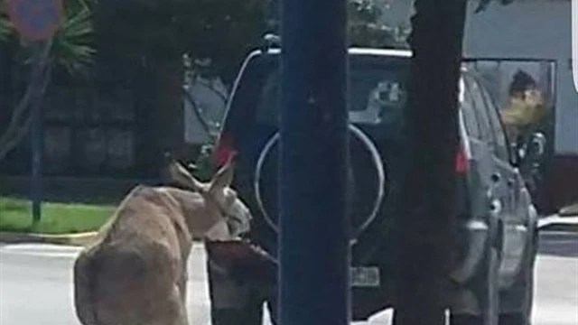 Un hombre arrastra a un burro atado a su todoterreno en Chipiona, Cádiz Un hombre arrastra a un burro atado a su todoterreno en Chipiona, Cádiz