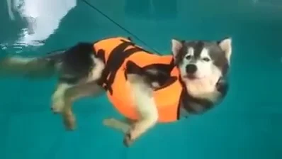 Un husky siberiano descubre que flotar es más cómodo que nadar