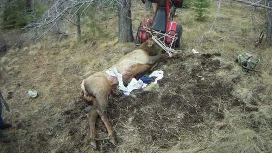 Imagen del cadáver del alce Imagen del cadáver del alce