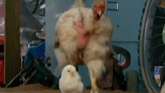 Familia de pollos a la que Lilica alimenta Familia de pollos a la que Lilica alimenta