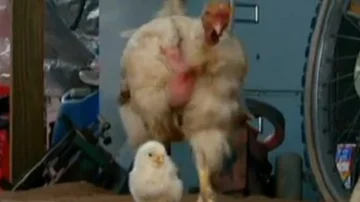 Familia de pollos a la que Lilica alimenta