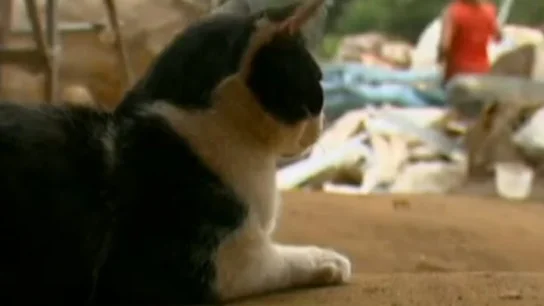 Un gato del vertedero Un gato del vertedero