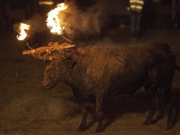 Toro Jubilo de Medinaceli Toro Jubilo de Medinaceli