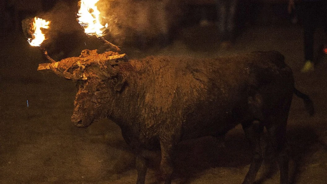 Toro Jubilo de Medinaceli