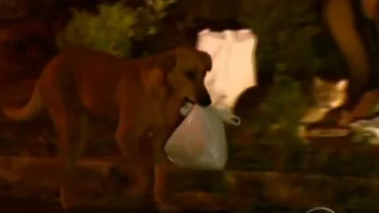 Lilica con otra bolsa de comida Lilica con otra bolsa de comida
