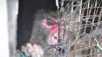 Mono rescatado tras 25 años encerrado