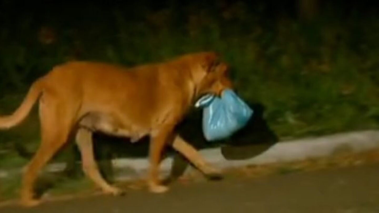 Lilica viaja con una bolsa de pl&aacute;stico en la boca