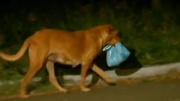 Lilica viaja con una bolsa de plástico en la boca