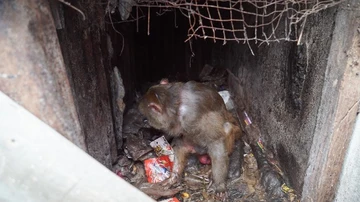 Mono abandonado 25 años en un agujero