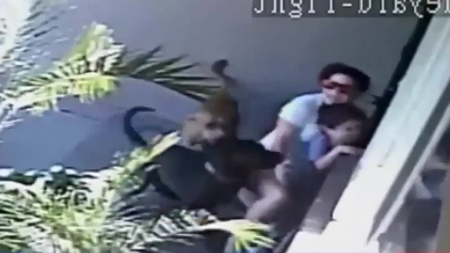 Una madre protege a su hijo del ataque de dos perros Una madre protege a su hijo del ataque de dos perros