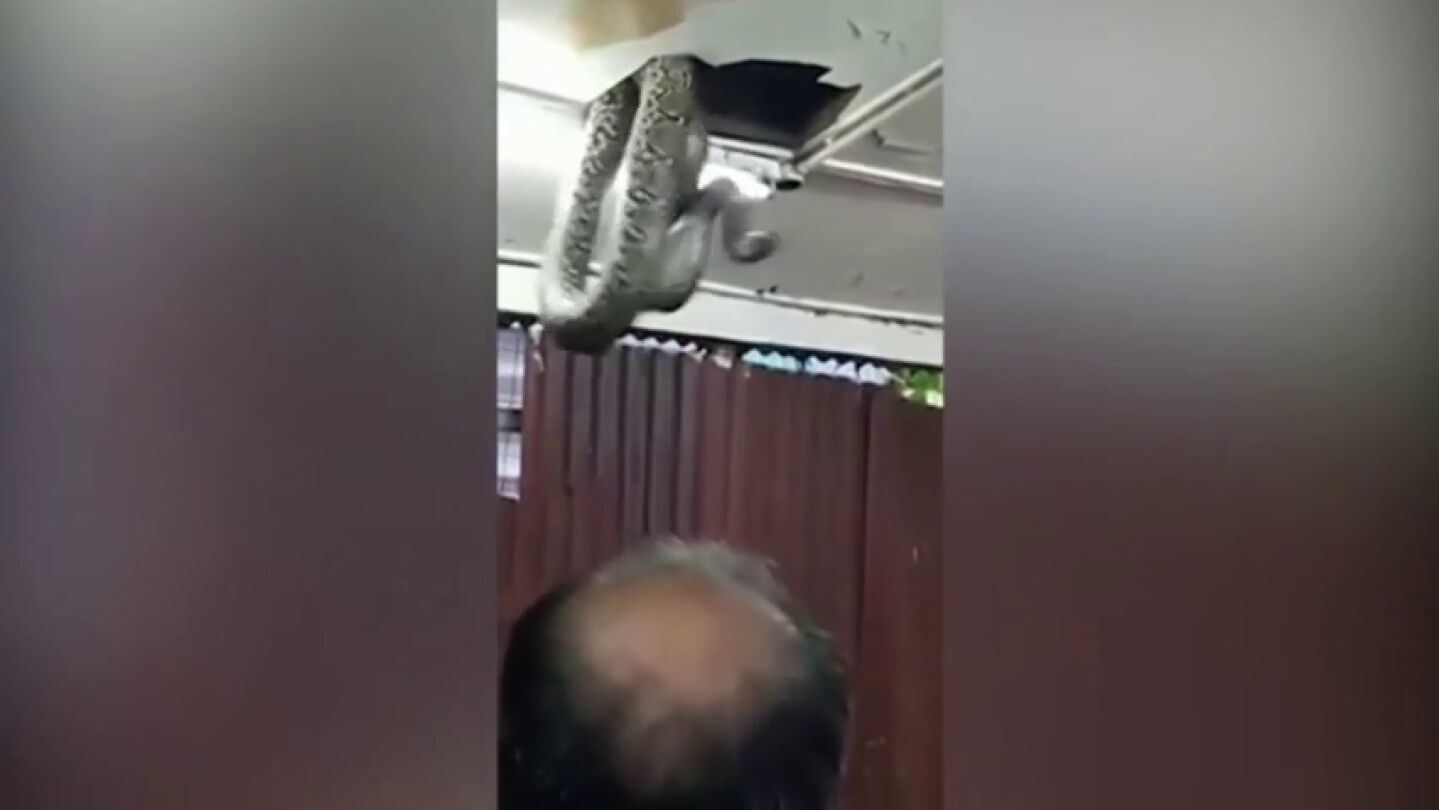 Frame 23.454971 de: Una serpiente pit&oacute;n rompe el techo de un restaurante y aterroriza a los clientes