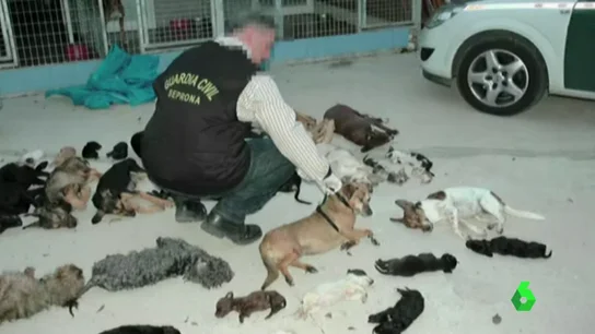 Frame 0.0 de: exterminadora peros Frame 0.0 de: exterminadora peros