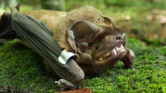 Uno de los murciélagos de la especie 'Nóctulo Mayor' Uno de los murciélagos de la especie 'Nóctulo Mayor'