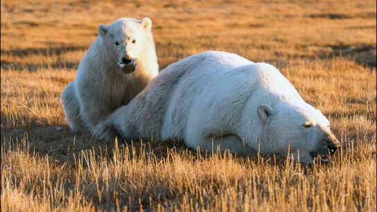 El osezno junto a su madre con la lata pegada a la boca