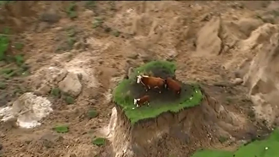 Tres vacas quedan atrapadas tras el terremoto Tres vacas quedan atrapadas tras el terremoto