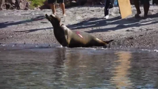 Frame 21.687737 de: Rescatan a tres leones marinos a punto de morir estrangulados tras quedar atrapados en redes de pesca Frame 21.687737 de: Rescatan a tres leones marinos a punto de morir estrangulados tras quedar atrapados en redes de pesca