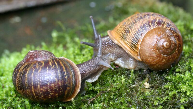 Caracol atípico busca novia: interesadas contactar por Twitter