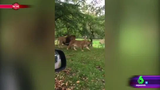 Unos leones en un Safari Park Unos leones en un Safari Park