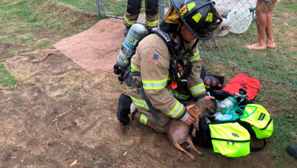 Un bombero atendiendo a uno de los perros