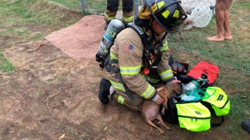 Un bombero atendiendo a uno de los perros