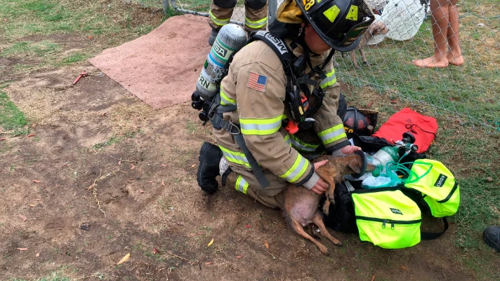 Un bombero atendiendo a uno de los perros