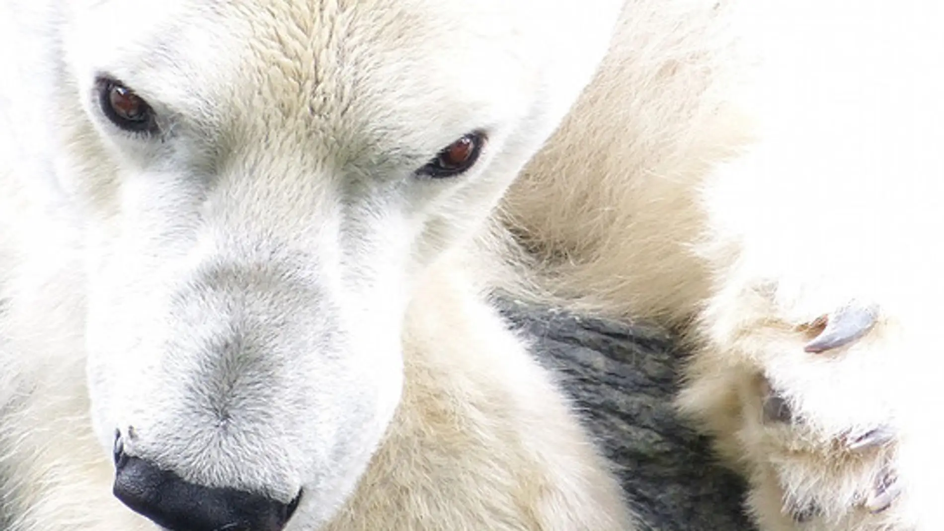El pelo del oso polar encierra aire dentro de cada fibra para conseguir un buen aislamiento térmico. / Arctic Wolf Pictures.