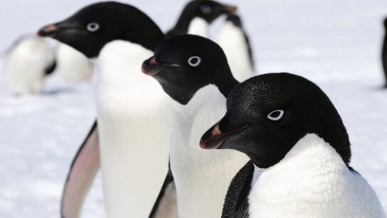 Ping&uuml;inos adelaida