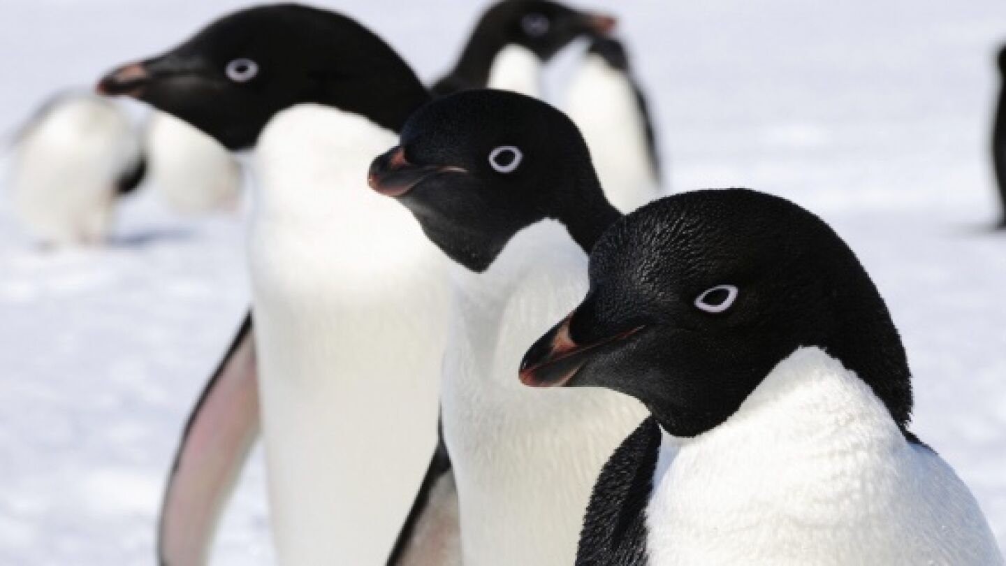 Ping&uuml;inos adelaida