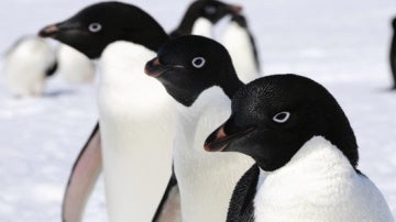 Pingüinos adelaida
