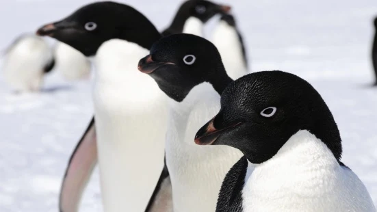 Pingüinos adelaida Pingüinos adelaida