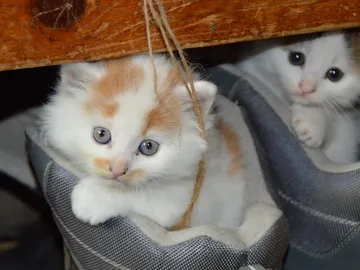 Un lindo gato Un lindo gato