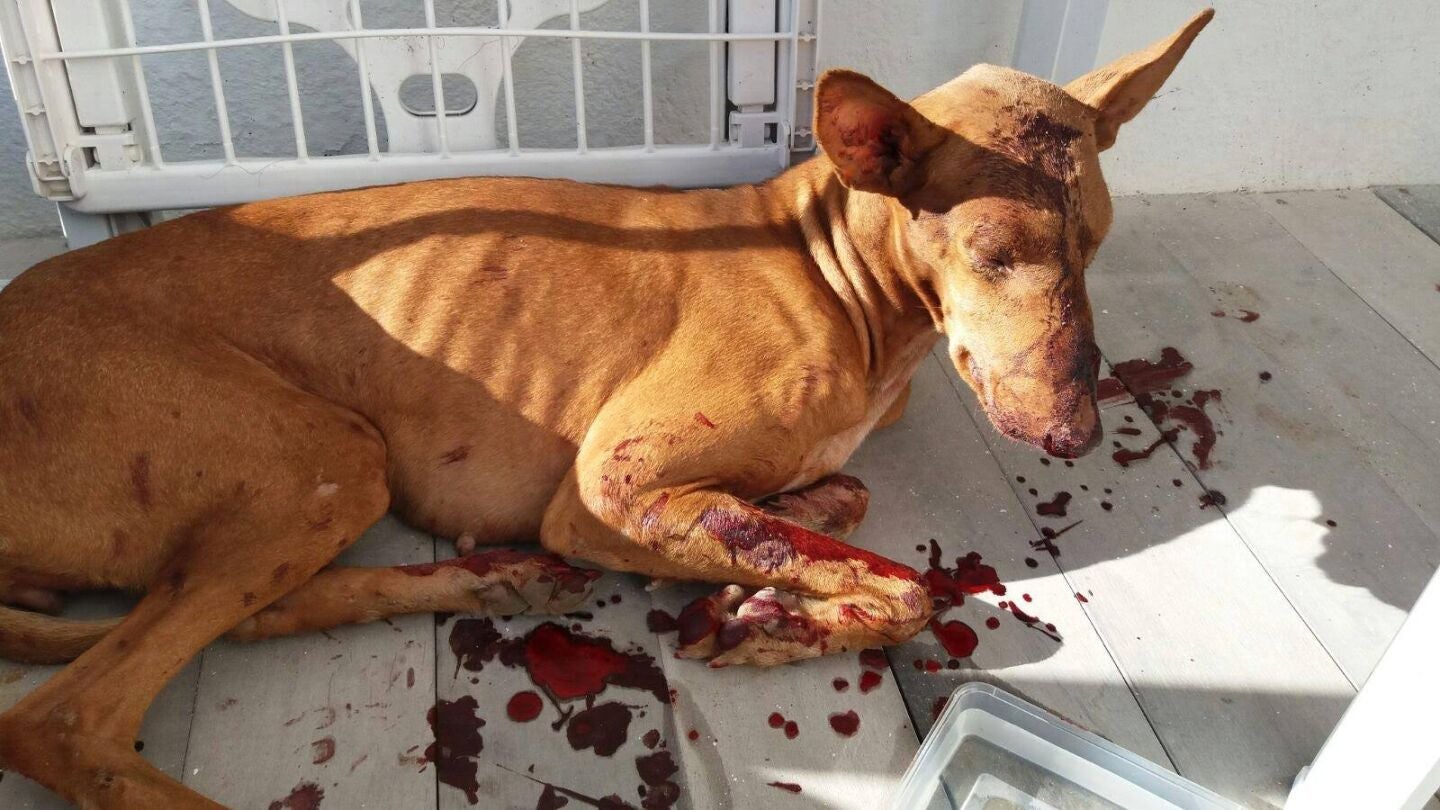 Kora, la perra podenca agredida en Lanzarote